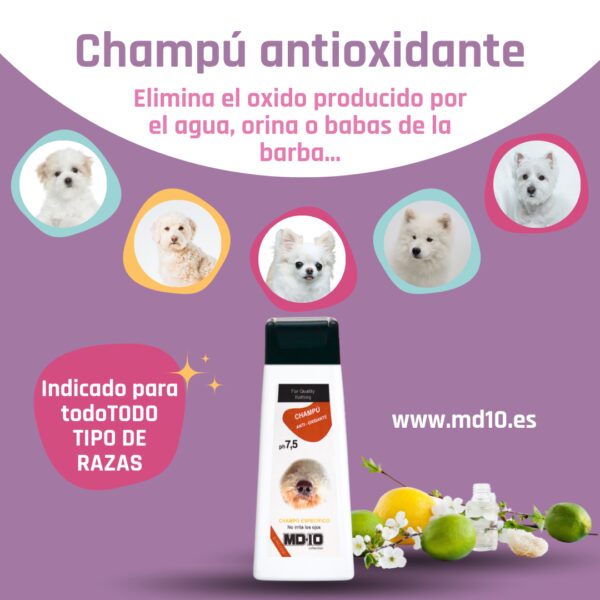 Champú Antioxidante