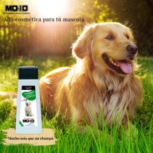 Champú Golden Retriever